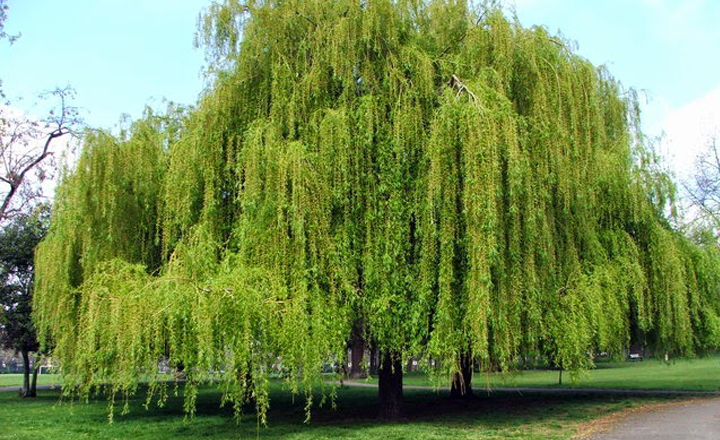 NHỮNG CÂY "HUNG MỘC" CẦN TRÁNH TRỒNG XUNG QUANH NHÀ